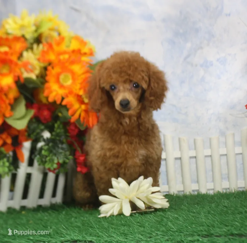 Marci, AKC Champion Sired – Poodle - Toy  puppy for sale in Butler, MO
