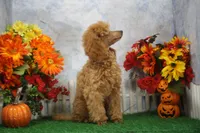 Adam, AKC Champion Sired, a male Poodle - Toy  for sale in Butler, MO – 4 of 4