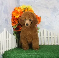 Foster, AKC Champion Sired, a male Poodle - Toy  for sale in Butler, MO – 2 of 7