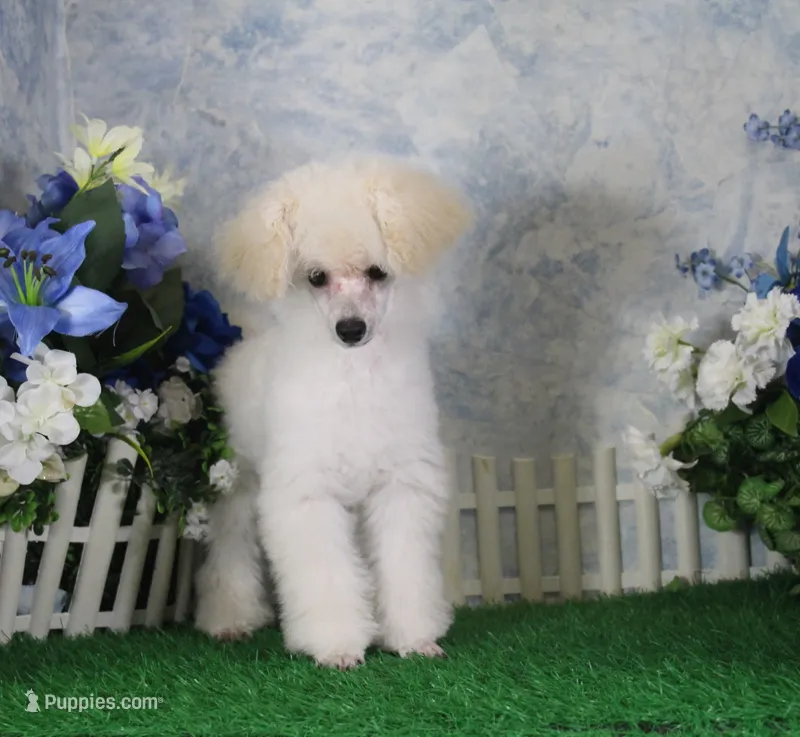 Shazam, AKC Champion Sired – Poodle - Toy  puppy for sale in Butler, MO