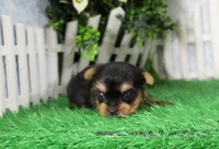 Landon, AKC, a male Yorkshire Terrier for sale in Butler, MO – 4 of 6