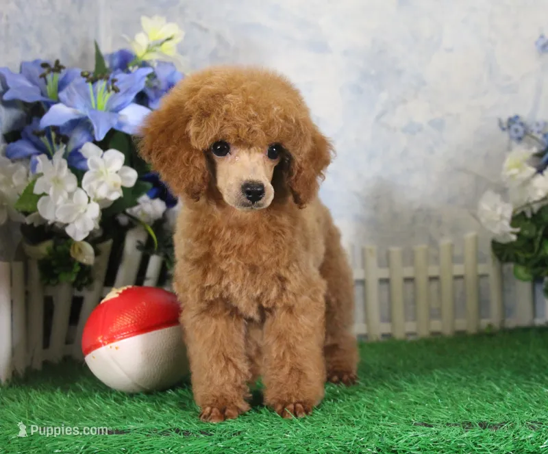 Tate, AKC Champion Sired – Poodle - Toy  puppy for sale in Butler, MO