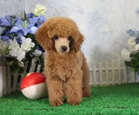 Tate, AKC Champion Sired, a male Poodle - Toy  for sale in Butler, MO – 1 of 7