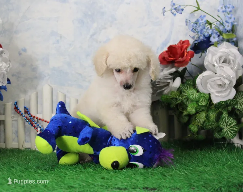 Shazam, AKC Champion Sired – Poodle - Toy  puppy for sale in Butler, MO