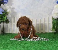 Felicia, AKC Champion Sired, a female Poodle - Toy  for sale in Butler, MO – 1 of 4