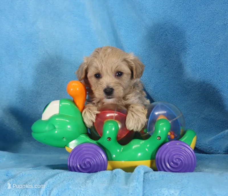 Joey, ICA – Maltipoo puppy for sale in Butler, MO