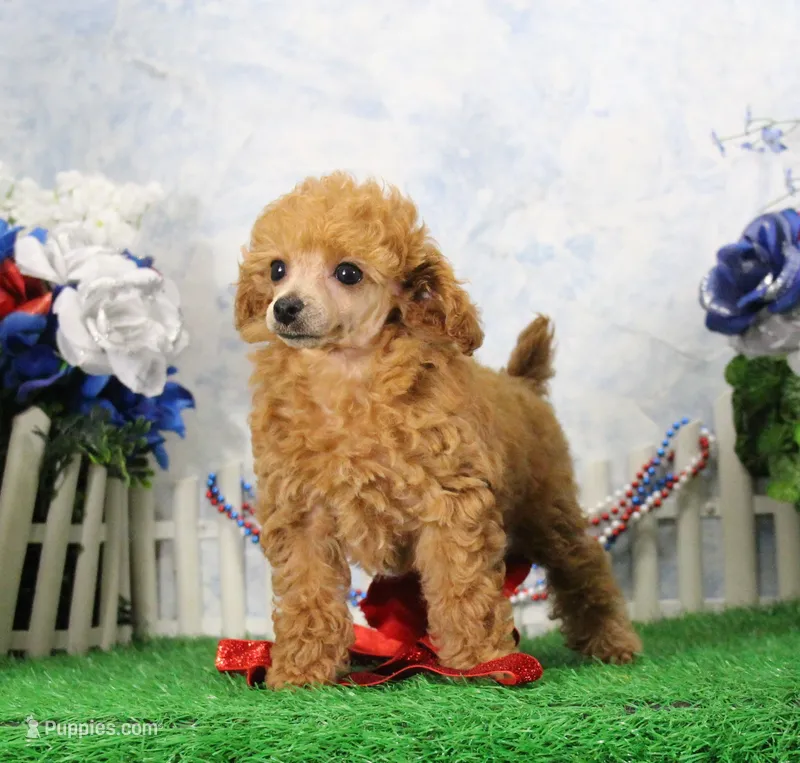 Bella, AKC Champion Sired – Poodle - Toy  puppy for sale in Butler, MO
