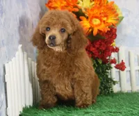 Foster, AKC Champion Sired, a male Poodle - Toy  for sale in Butler, MO – 5 of 7