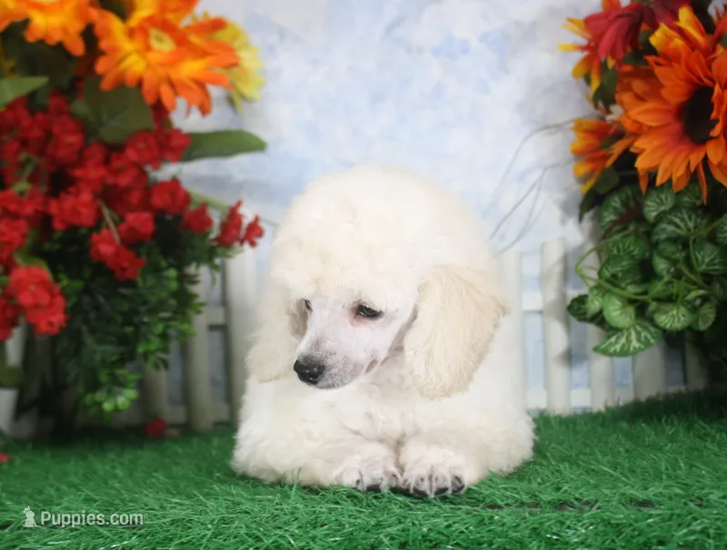 Dalton, AKC Champion Sired – Poodle - Toy  puppy for sale in Butler, MO