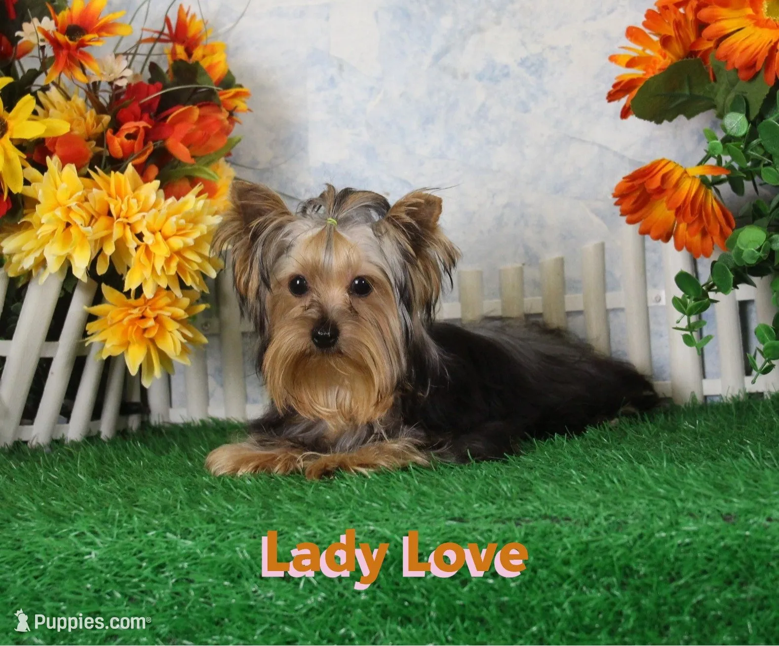 Lance,AKC, a male Yorkshire Terrier for sale in Butler, MO – 6 of 6