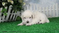 Sampson, KAC Champion Sired, a male Poodle - Toy  for sale in Butler, MO – 4 of 6