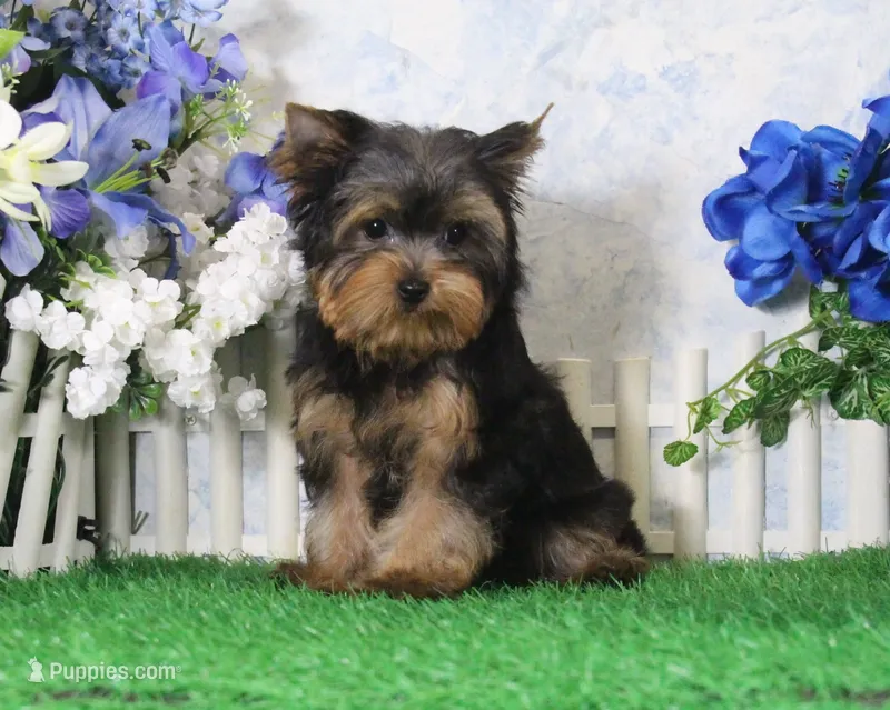 Yukon, AKC – Yorkshire Terrier puppy for sale in Butler, MO