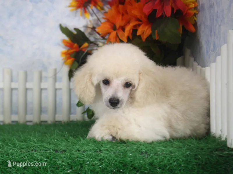 Leila, AKC Champion Sired – Poodle - Toy  puppy for sale in Butler, MO
