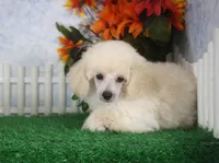 Leila, AKC Champion Sired, a female Poodle - Toy  for sale in Butler, MO – 1 of 7