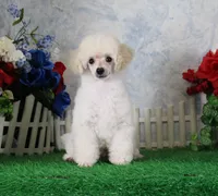 Stan, AKC Champion Sired, a male Poodle - Toy  for sale in Butler, MO – 8 of 9
