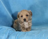 Joey, ICA, a male Maltipoo for sale in Butler, MO – 2 of 4