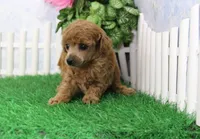 Bella, AKC Champion Sired, a female Poodle - Toy  for sale in Butler, MO – 2 of 6