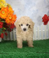 Corey, AKC Champion Sired, a male Poodle - Toy  for sale in Butler, MO – 3 of 4