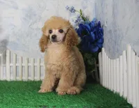 Andy, AKC Champion Sired, a male Poodle - Toy  for sale in Butler, MO – 3 of 7