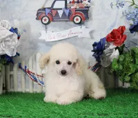 Ranger, AKC Champion Sired, a male Poodle - Toy  for sale in Butler, MO – 4 of 8
