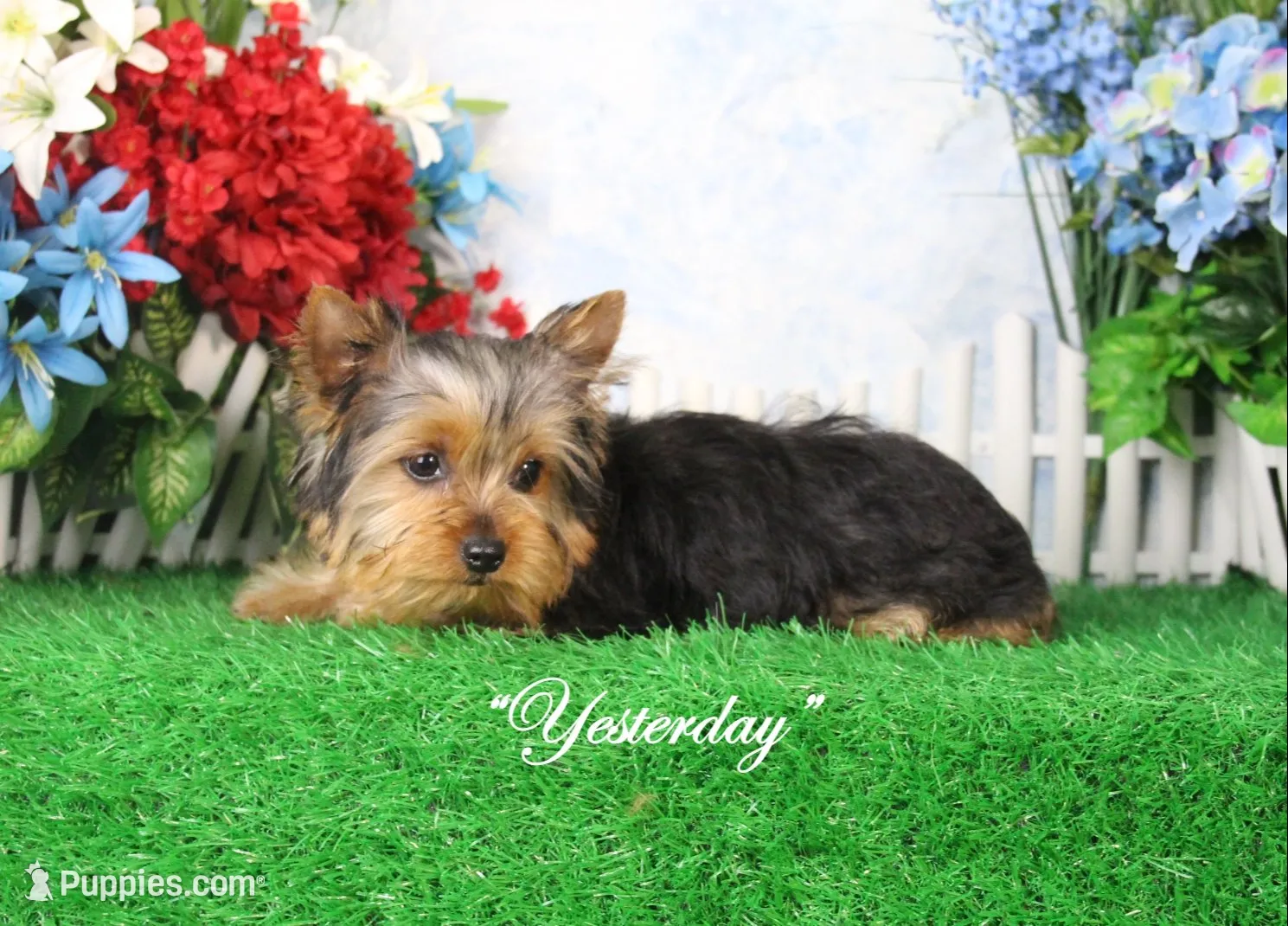 Yukon, AKC, a male Yorkshire Terrier for sale in Butler, MO – 6 of 6