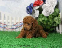 Foxy, AKC Champion Sired, a female Poodle - Toy  for sale in Butler, MO – 4 of 4