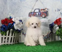 Ranger, AKC Champion Sired, a male Poodle - Toy  for sale in Butler, MO – 2 of 8
