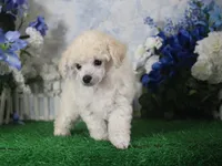 Polo, AKC Champion Sired, a male Poodle - Toy  for sale in Butler, MO – 1 of 4
