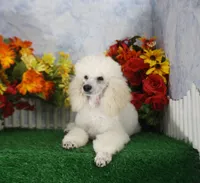 Parker, a male Poodle - Miniature  for sale in Butler, MO – 3 of 4