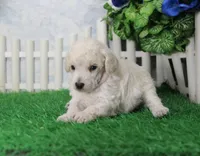 Shazam, AKC Champion Sired, a male Poodle - Toy  for sale in Butler, MO – 4 of 6