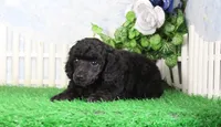 Princess, AKC Champion Sired, a female Poodle - Toy  for sale in Butler, MO – 3 of 4