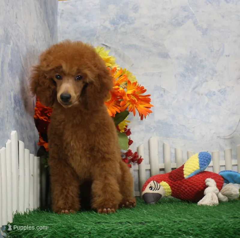 Foster, AKC Champion Sired – Poodle - Toy  puppy for sale in Butler, MO
