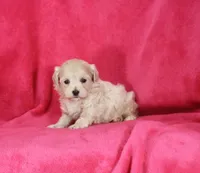 Jenny, ICA, a female Maltipoo for sale in Butler, MO – 2 of 4