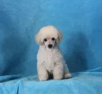 Stan, AKC Champion Sired, a male Poodle - Toy  for sale in Butler, MO – 3 of 7