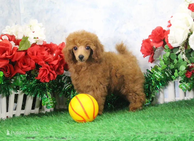 Rudy, AKC Champion Sired