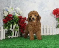 Rudy, AKC Champion Sired, a male Poodle - Toy  for sale in Butler, MO – Photo 2 of 8