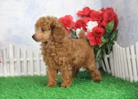 Rudy, AKC Champion Sired, a male Poodle - Toy  for sale in Butler, MO – Photo 4 of 8