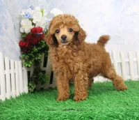 Rudy, AKC Champion Sired, a male Poodle - Toy  for sale in Butler, MO – Photo 3 of 8