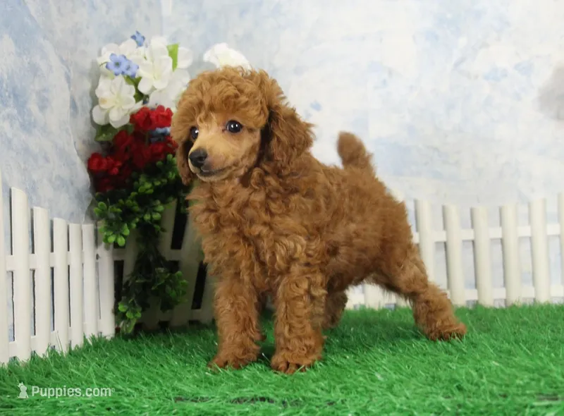 Rudy, AKC Champion Sired