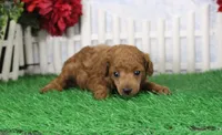 Rudy, AKC Champion Sired, a male Poodle - Toy  for sale in Butler, MO – Photo 6 of 8