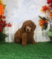 Riley, AKC Champion Sired, a male Poodle - Toy  for sale in Butler, MO – 3 of 4