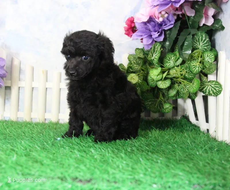 Jenny, AKC Champion Sired – Poodle - Toy  puppy for sale in Butler, MO