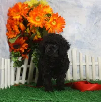 Betsy. AKC Champion Sired, a female Poodle - Toy  for sale in Butler, MO – 2 of 4