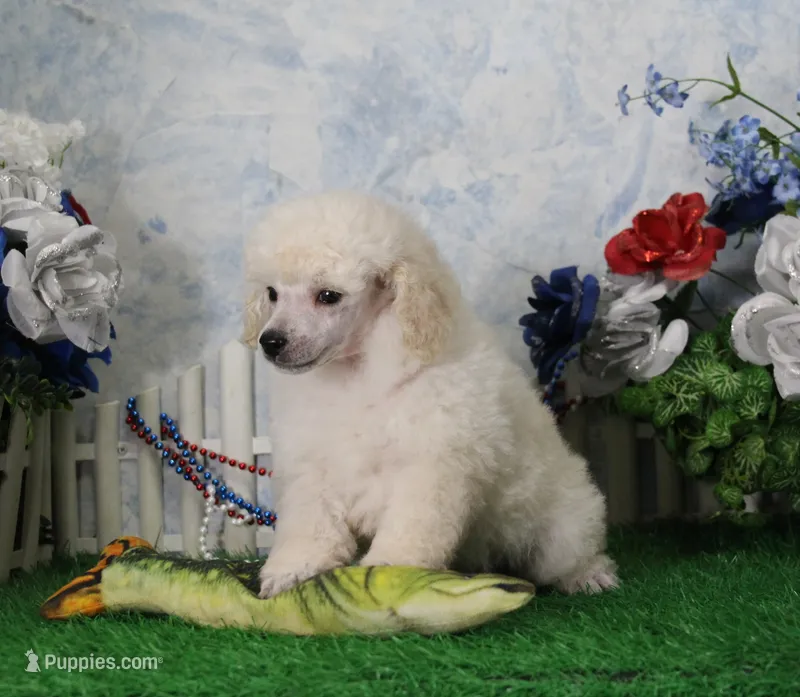 Sampson, KAC Champion Sired – Poodle - Toy  puppy for sale in Butler, MO