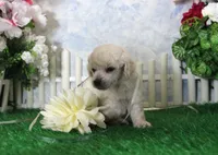 Lola, AKC Champion Sired, a female Poodle - Toy  for sale in Butler, MO – 4 of 4