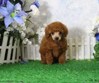 Benji, AKC Champion Sired, a male Poodle - Toy  for sale in Butler, MO – 2 of 6