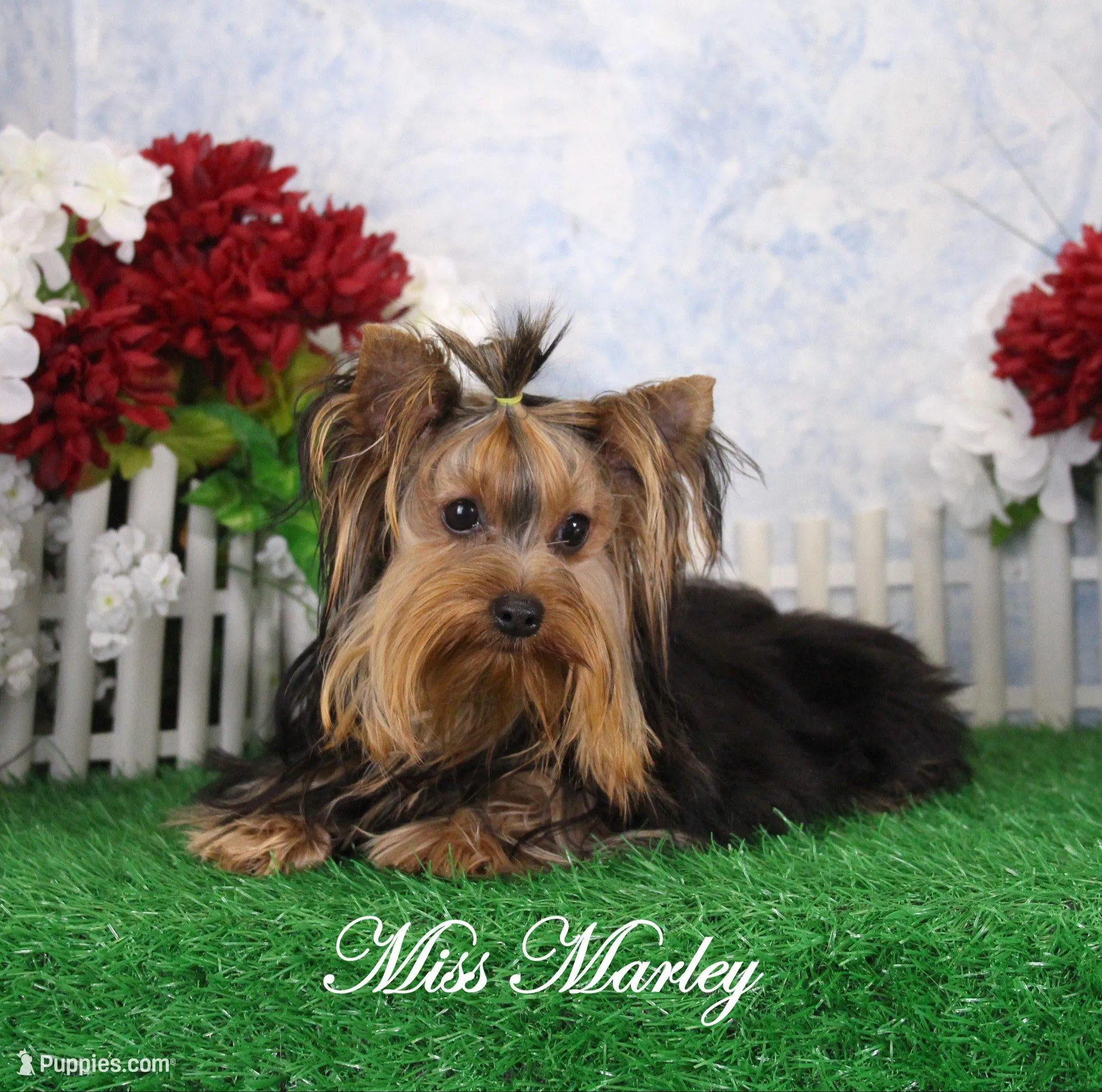 AKC Dante, a male Yorkshire Terrier for sale in Butler, MO – Photo 6 of 6
