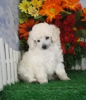 Dalton, AKC Champion Sired, a male Poodle - Toy  for sale in Butler, MO – 4 of 4