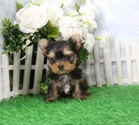 AKC Dante, a male Yorkshire Terrier for sale in Butler, MO – Photo 4 of 6