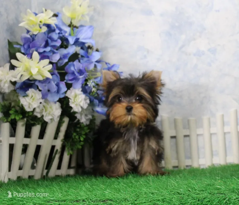 AKC Dante – Yorkshire Terrier puppy for sale in Butler, MO